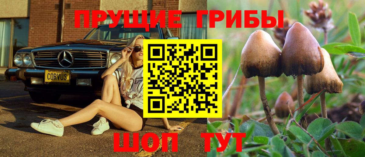 магазин    Галлюциногенные грибы Cubensis  Гуково  Вход с VPN  Галлюциногенные грибы GOLDEN TEACHER 
